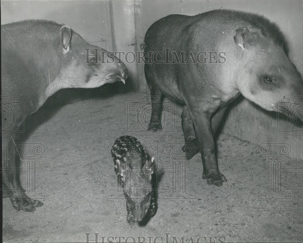 Press Photo Baby Tapir With Parents - Historic Images