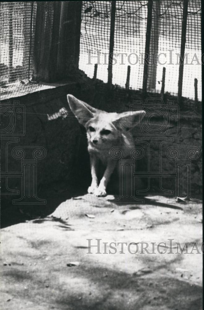 Press Photo Fennec Fox - Historic Images