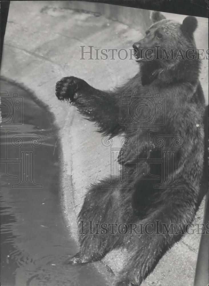 1953 Press Photo Teddy The Bear Paris Zooo taking a dip in swimming pool - Historic Images