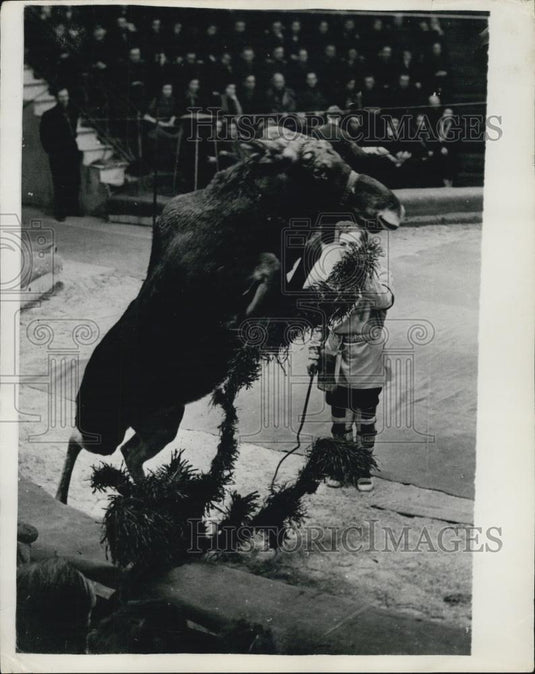 Press Photo Ivan Borguno With Trained Elk in Moscow Circus - Historic Images