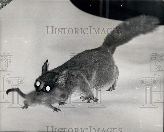 1968 Press Photo Bushbaby With Newly Born Baby Owned By Victor Lowndes - Historic Images