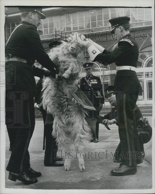 1962 Press Photo terrier get their goat - Historic Images