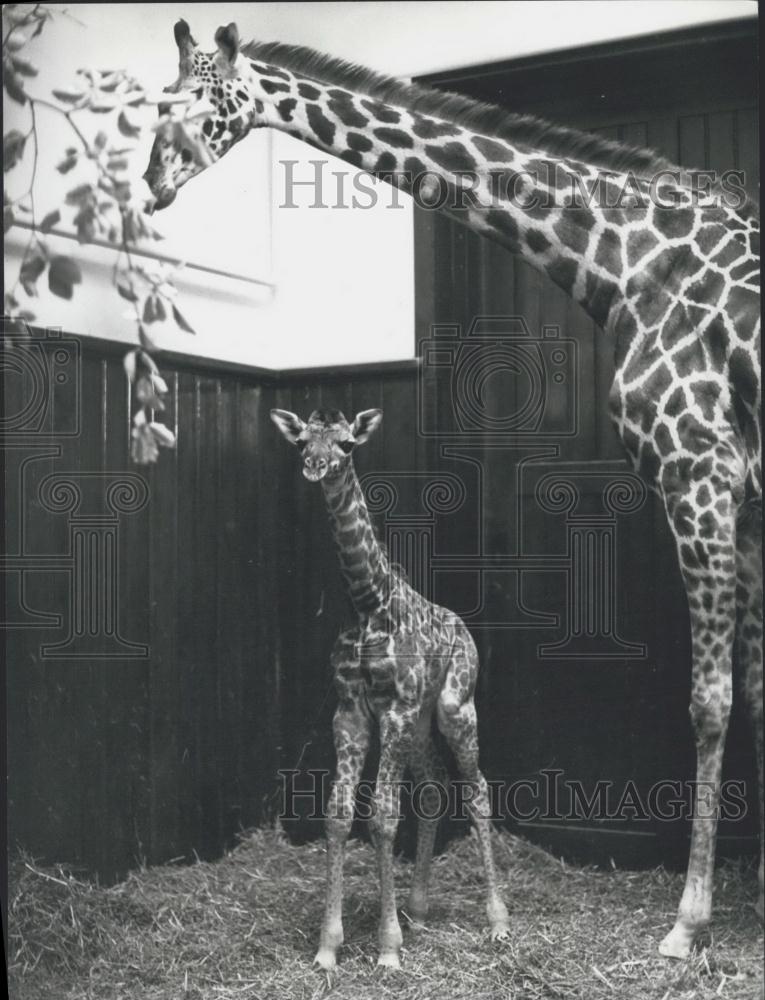 1973 Press Photo Giraffe baby &amp; mother at Basel Zoo - Historic Images