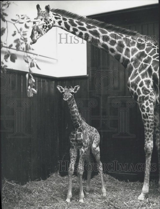 1973 Press Photo Giraffe baby & mother at Basel Zoo - Historic Images