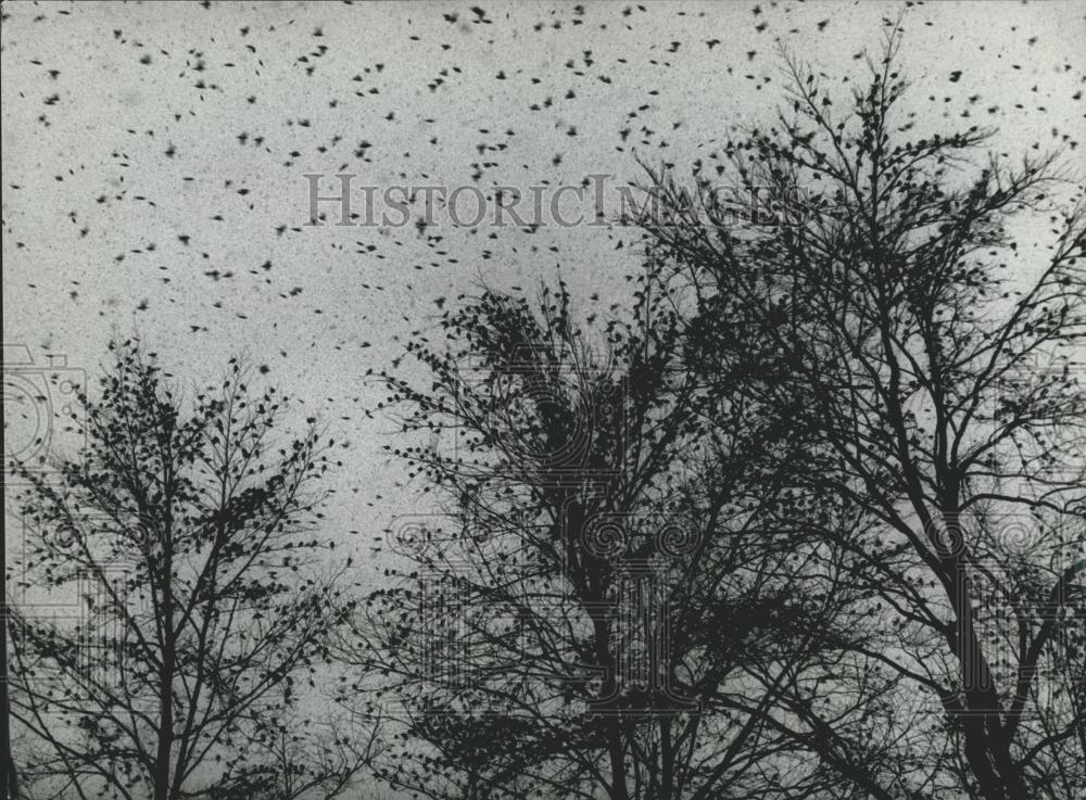 1978 Press Photo "The birds" in Switzerland - Historic Images