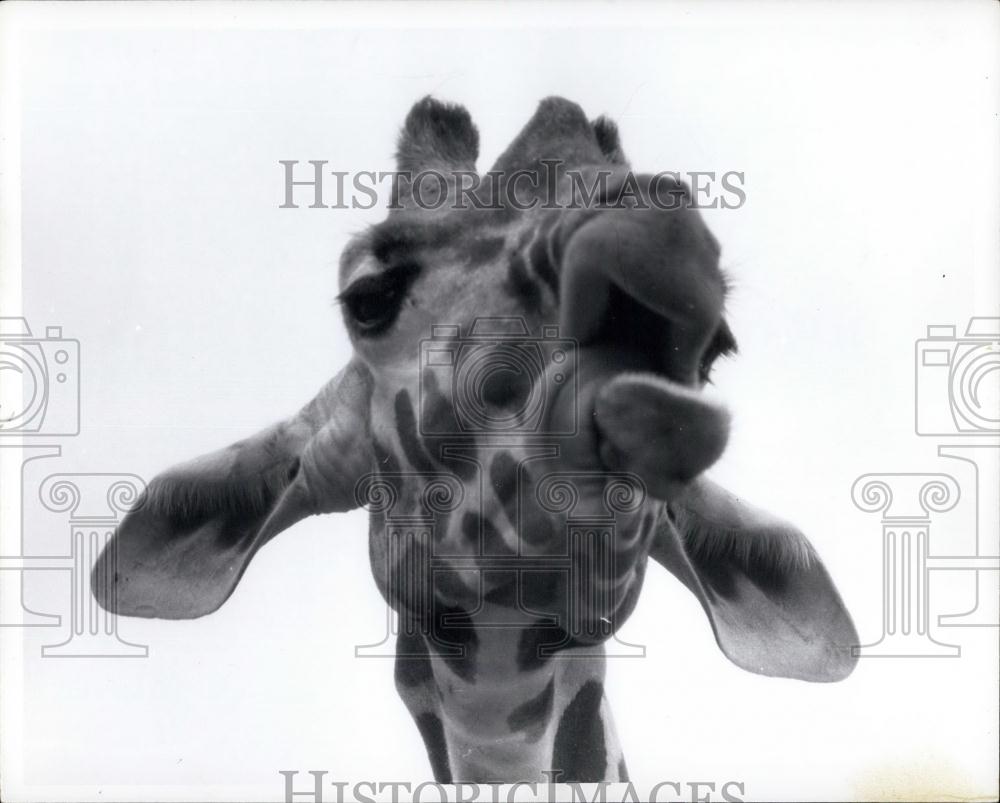 Press Photo Closse-Up Of Giraffe Sticking Out Tongue - Historic Images