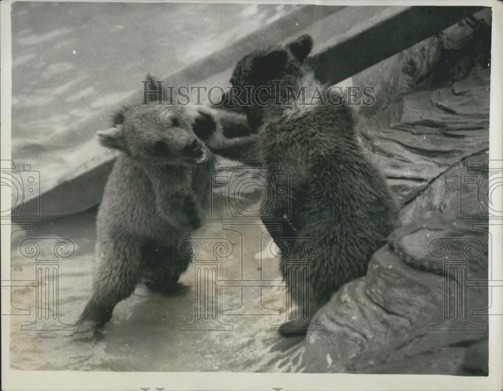 1962 Press Photo Bear Cubs Nina Griff Play FIghting London Zoo - Historic Images