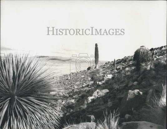Press Photo Tallest Flower in World 2 Stories Plant is Named Puya Raimondo II - Historic Images