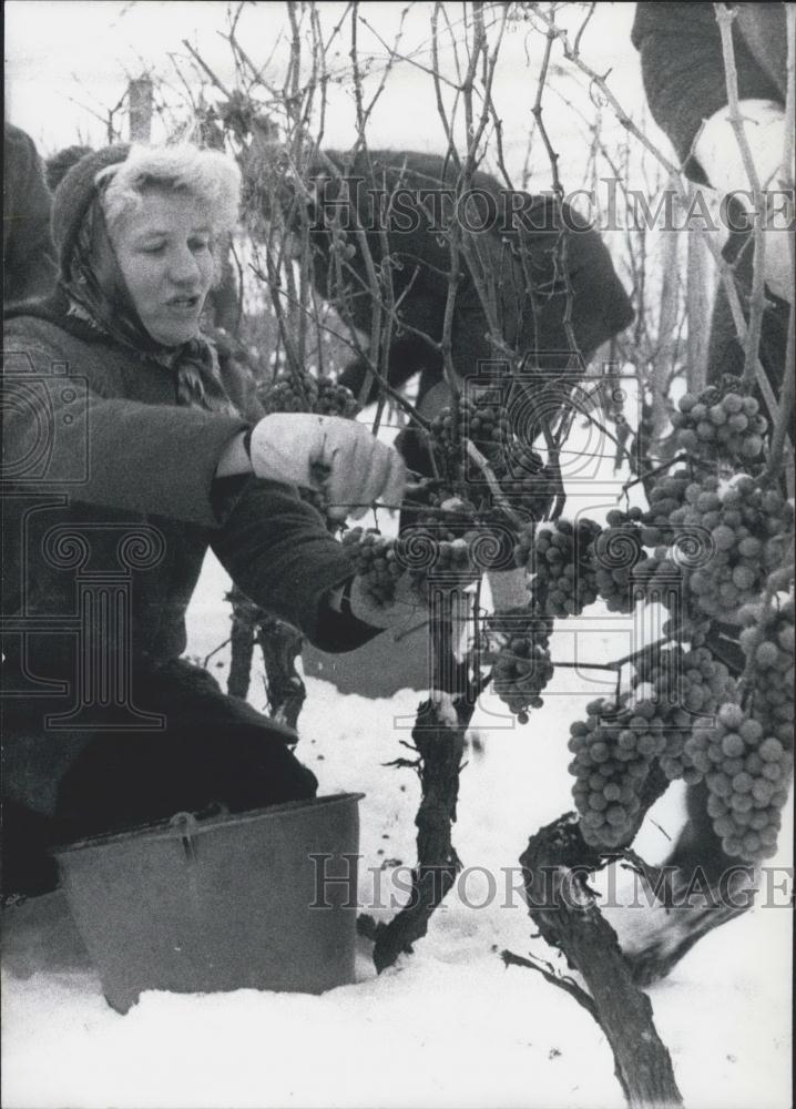 1971 Press Photo first time three wineries - Historic Images