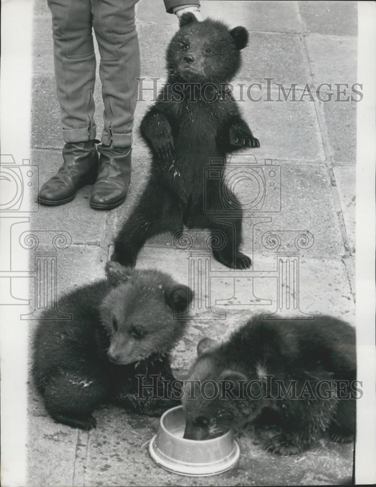 1965 Press Photo Whipsnade Zoo ,3 brown bear cubs - Historic Images