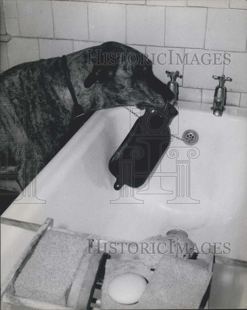 Press Photo Dog filling water bottle - Historic Images