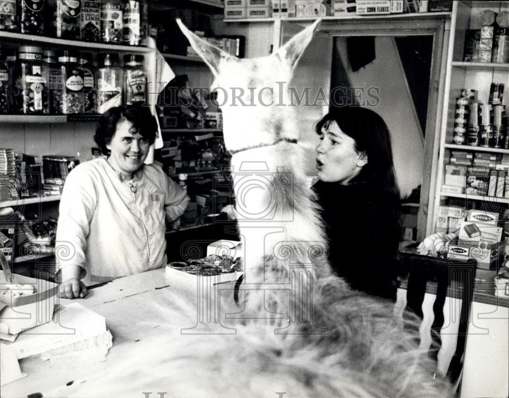 Press Photo Julie Cook and her llama - Historic Images