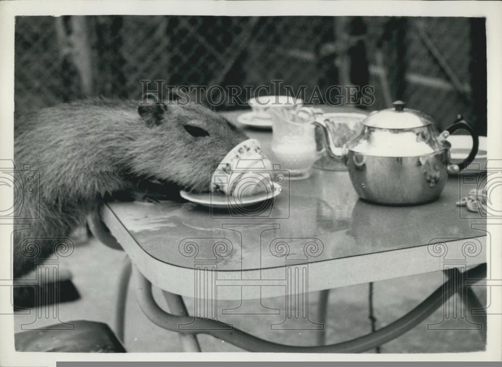 Press Photo Capibarra - Historic Images