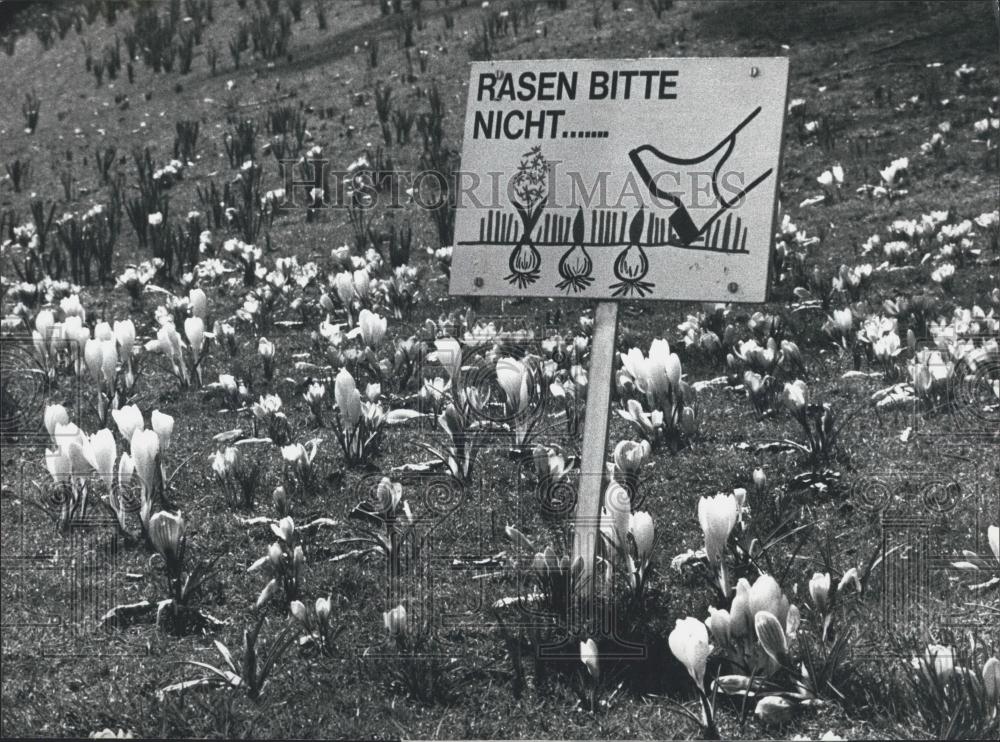 1978 Press Photo Flowers Blooming In Swiss Alps, Sign to Protect Flowers - Historic Images