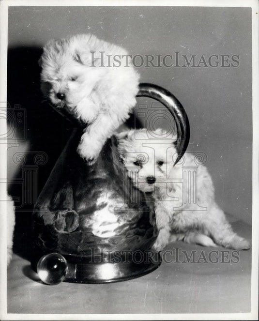 Press Photo Maltese Puppies Owned by Mrs Blanche Mace - Historic Images