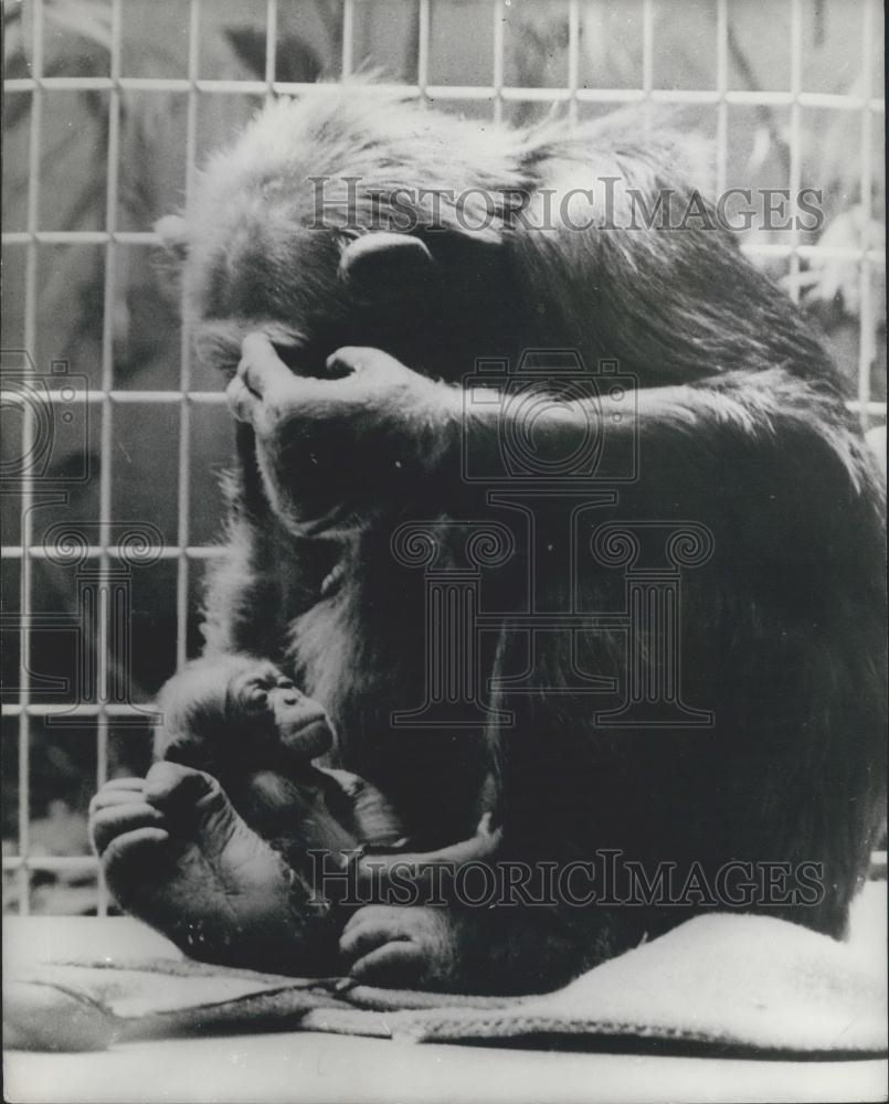 1971 Press Photo Mother &amp; Baby Chimpanzee At The Zoological Garden in Basel - Historic Images