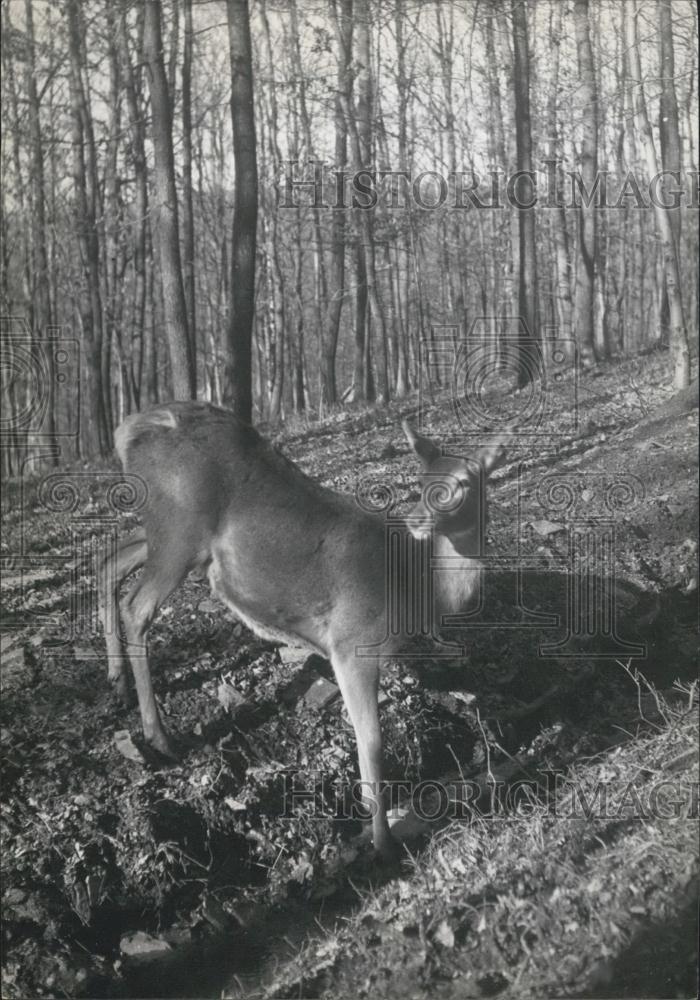 1959 Press Photo A deer in the woods - Historic Images