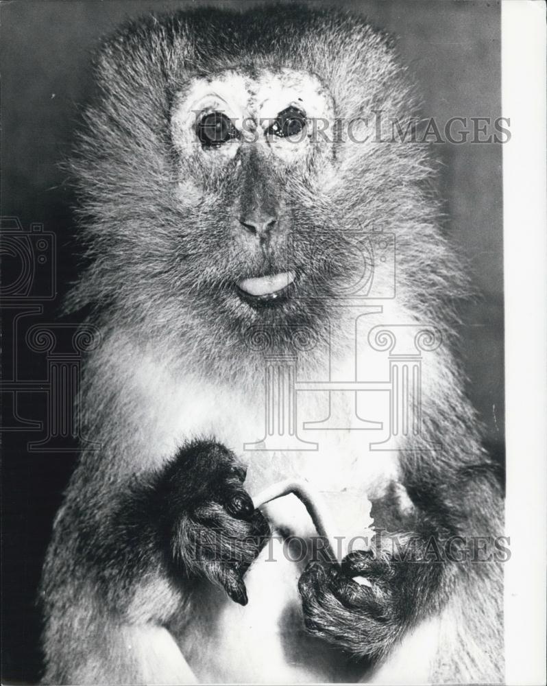 Press Photo A Great Grandmother: Java~ape &quot;Lombok in the Zoo at Basle - Historic Images