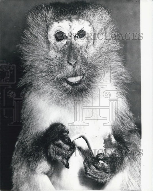 Press Photo A Great Grandmother: Java~ape "Lombok in the Zoo at Basle - Historic Images