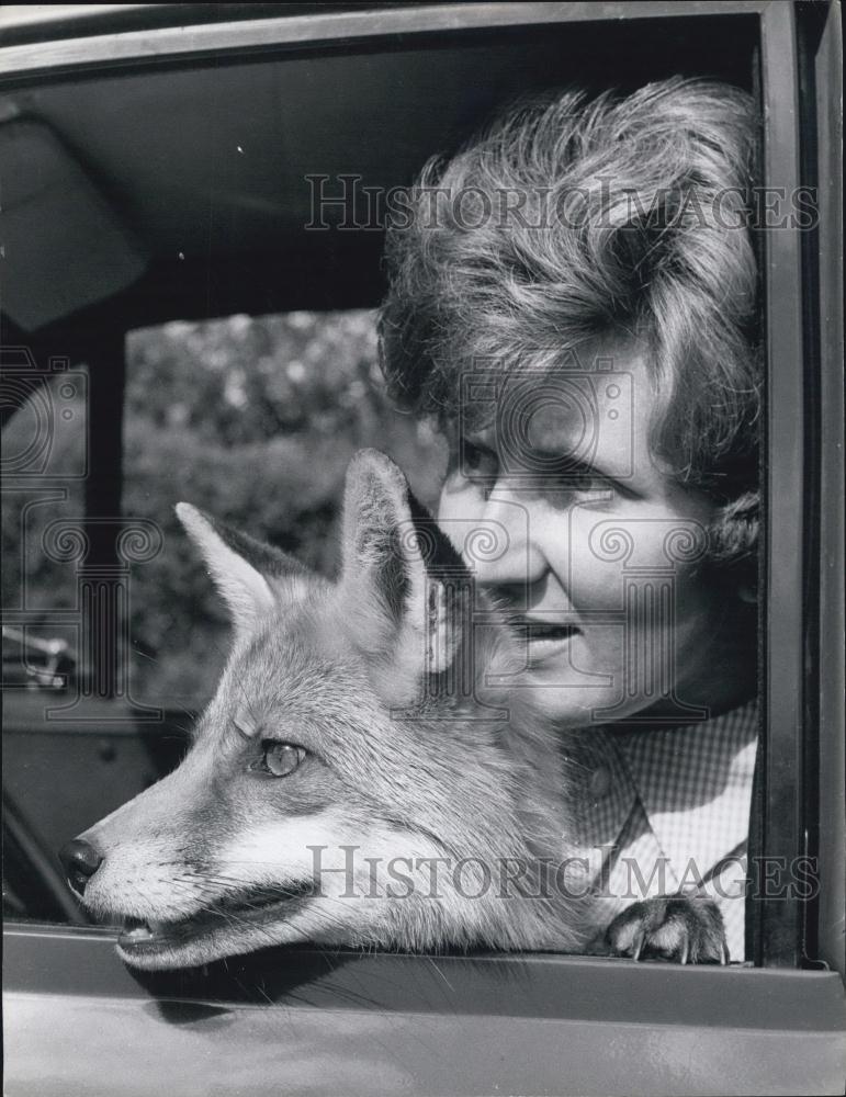 1950 Press Photo Lady Driving Dow Road With Fox Hanging Out Driver Window - Historic Images