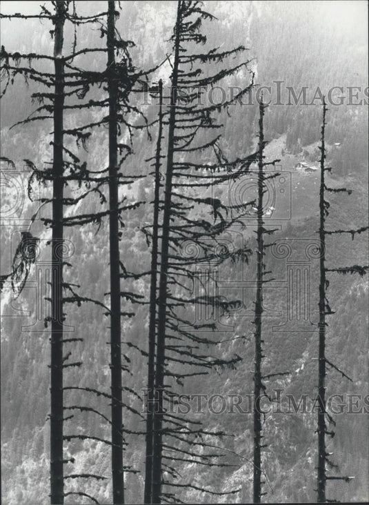 1990 Press Photo Trees In Valley Of Maderan Sickness Stagnating - Historic Images
