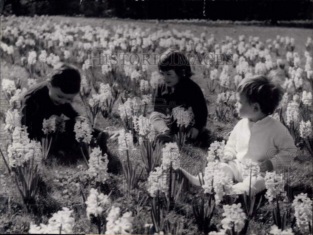 1957 Press Photo Young Parisians among Daffodils and Blue Bells - Historic Images