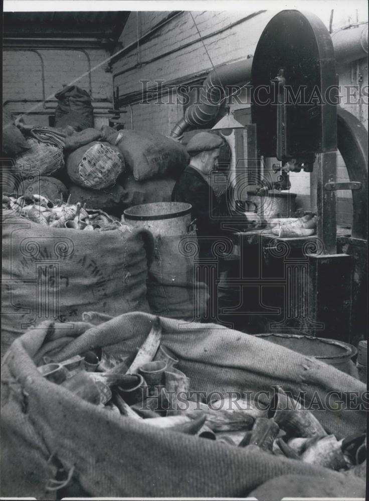 Press Photo ast Of The Burn Merchants: Tips of horns are sawn off mechanically a - Historic Images