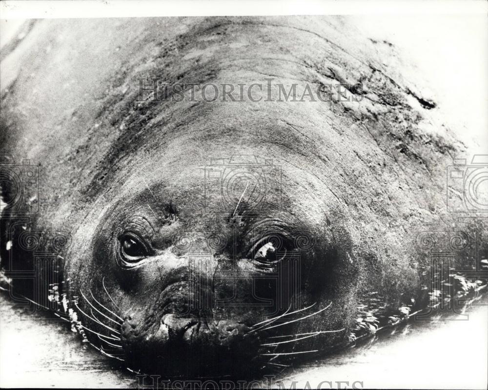 Press Photo Berlin Zoo Sea Elephant Looking Bored Named Eve - Historic Images