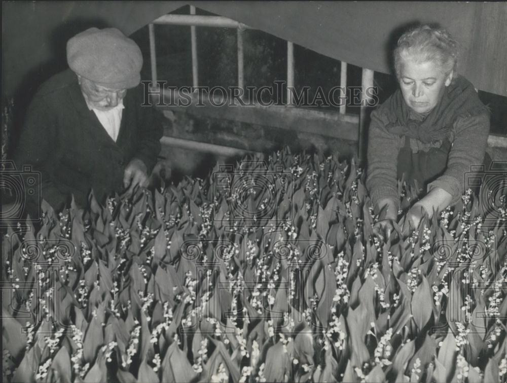 Press Photo &quot;Good Luck Flowers&quot; Lilies of The valley for May Day - Historic Images