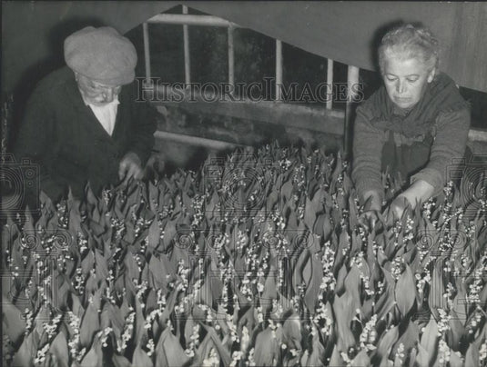 Press Photo "Good Luck Flowers" Lilies of The valley for May Day - Historic Images