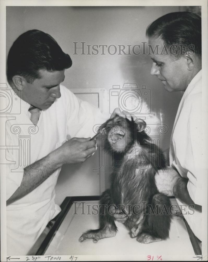 Press Photo A chimp with the vets - Historic Images