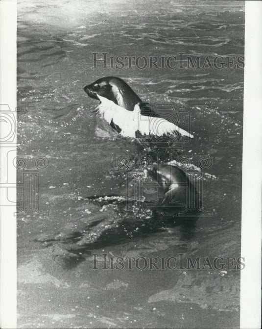 Press Photo sea lion caught a seagull that was stealing his fish - Historic Images