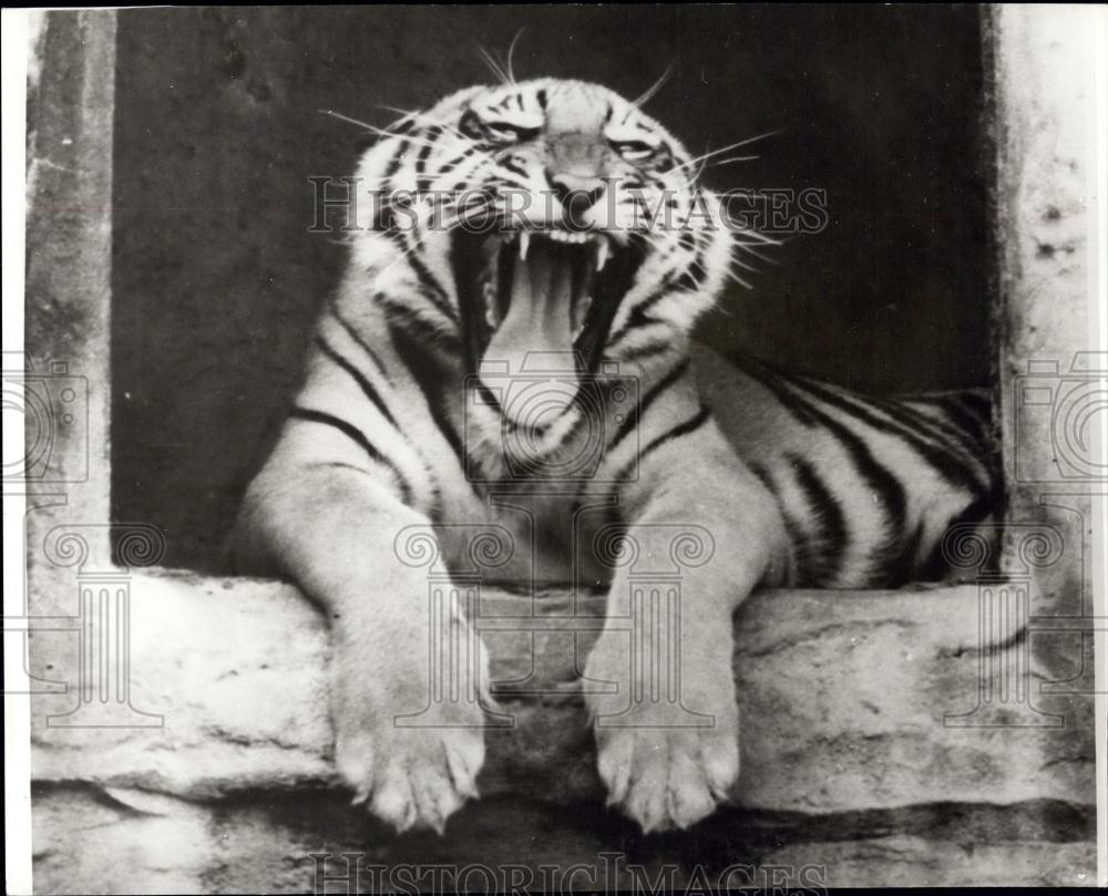 Press Photo Tiger at Taronga Park home, Sydney, Australia. - Historic Images