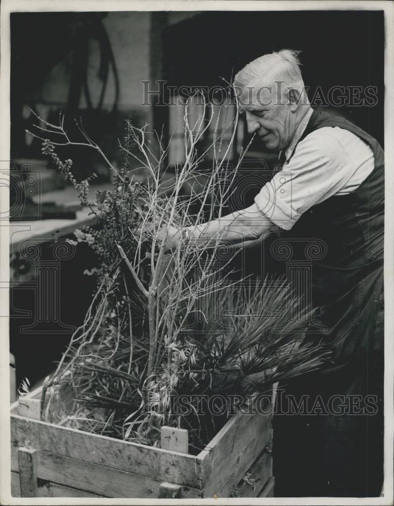 1953 Press Photo Plants Arrive For First Commonwealth Plant Exhibition - Historic Images