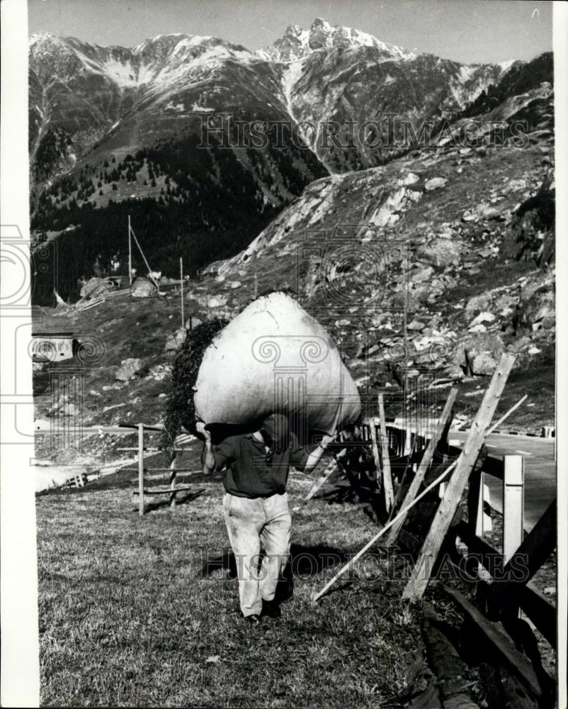 1968 Press Photo man carries his heavy load of forage to store for his animals. - Historic Images