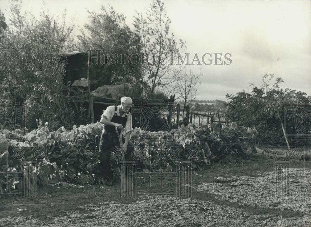 Press Photo the Man Whose Home Is In The Trees - Historic Images