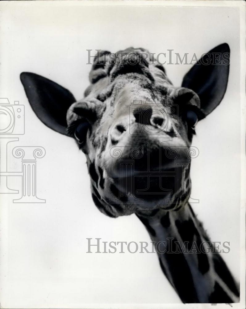 Press Photo Hoity-Toity: A Giraffe London Zoo - Historic Images