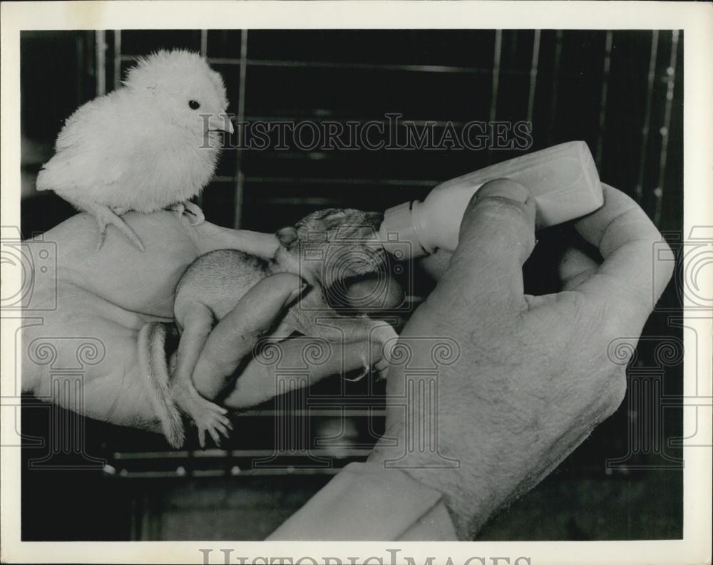 Press Photo A Small Animal Is Fed By Bottle As A Small Bird Watches - Historic Images