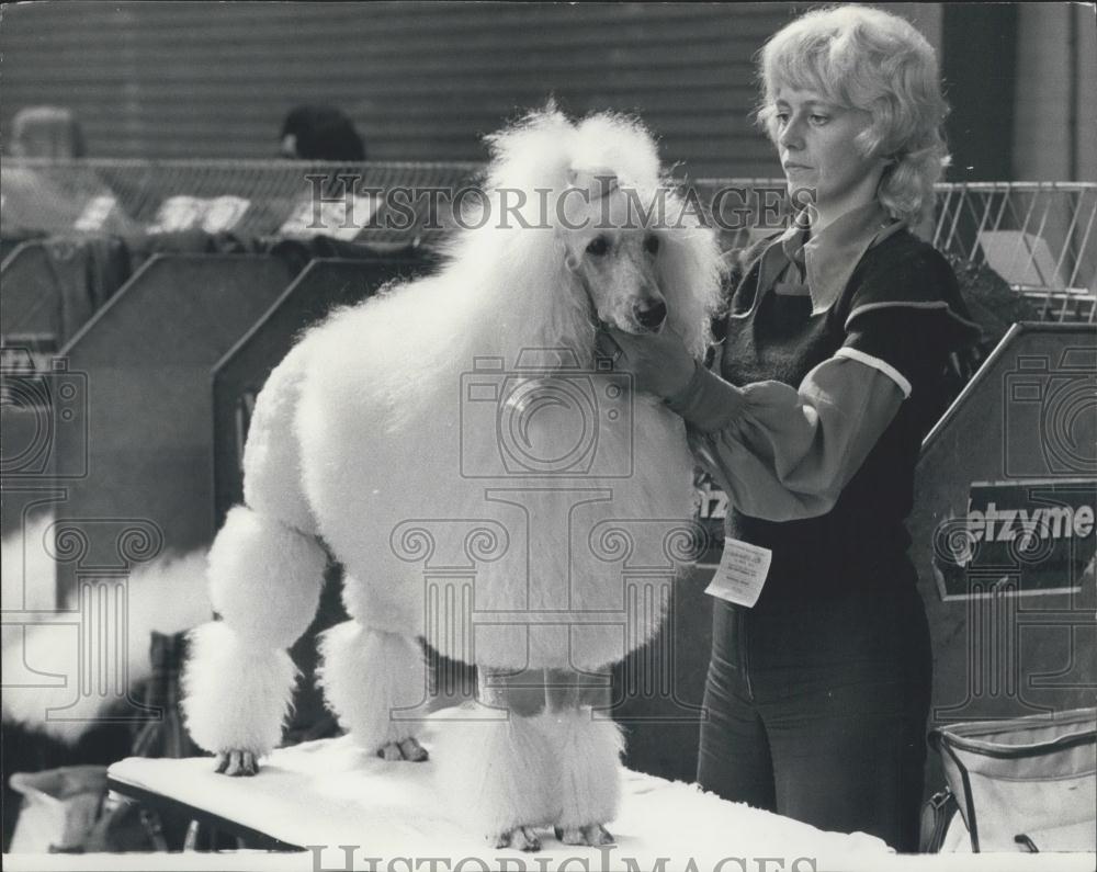 1975 Press Photo Janavons Daughter of Blast as Mrs E. Geeson Poodle - Historic Images