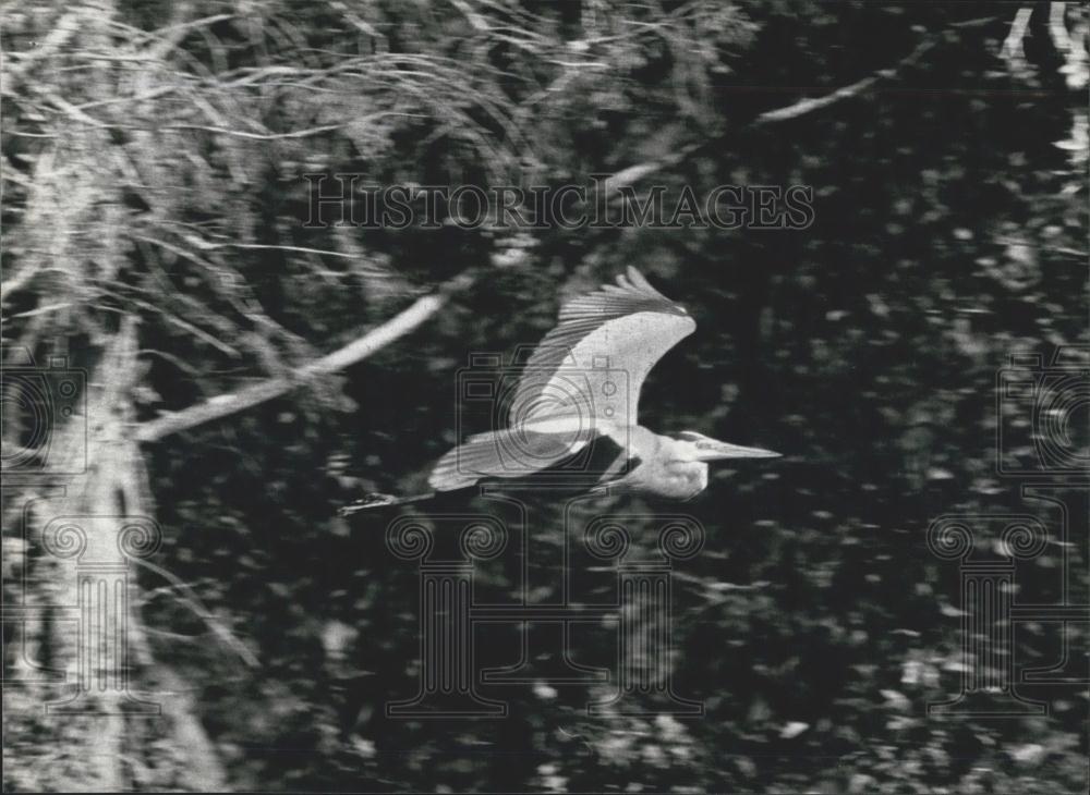 1982 Press Photo Birds in Florida - Historic Images