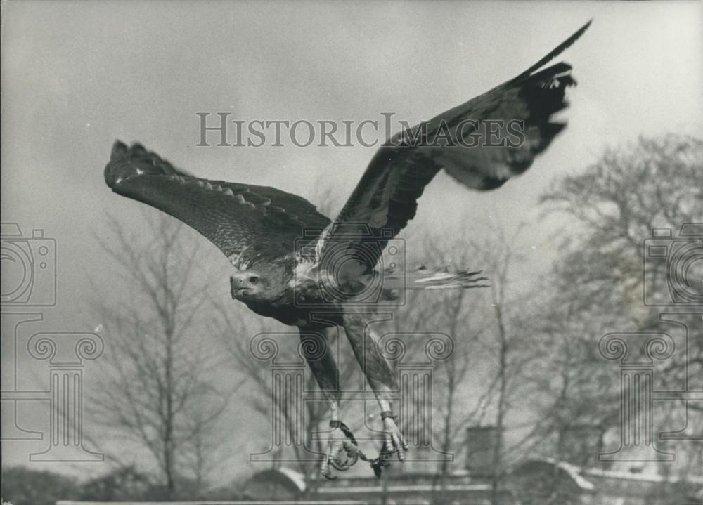 1968 Press Photo Manila eagle at Earl's Estate - Historic Images