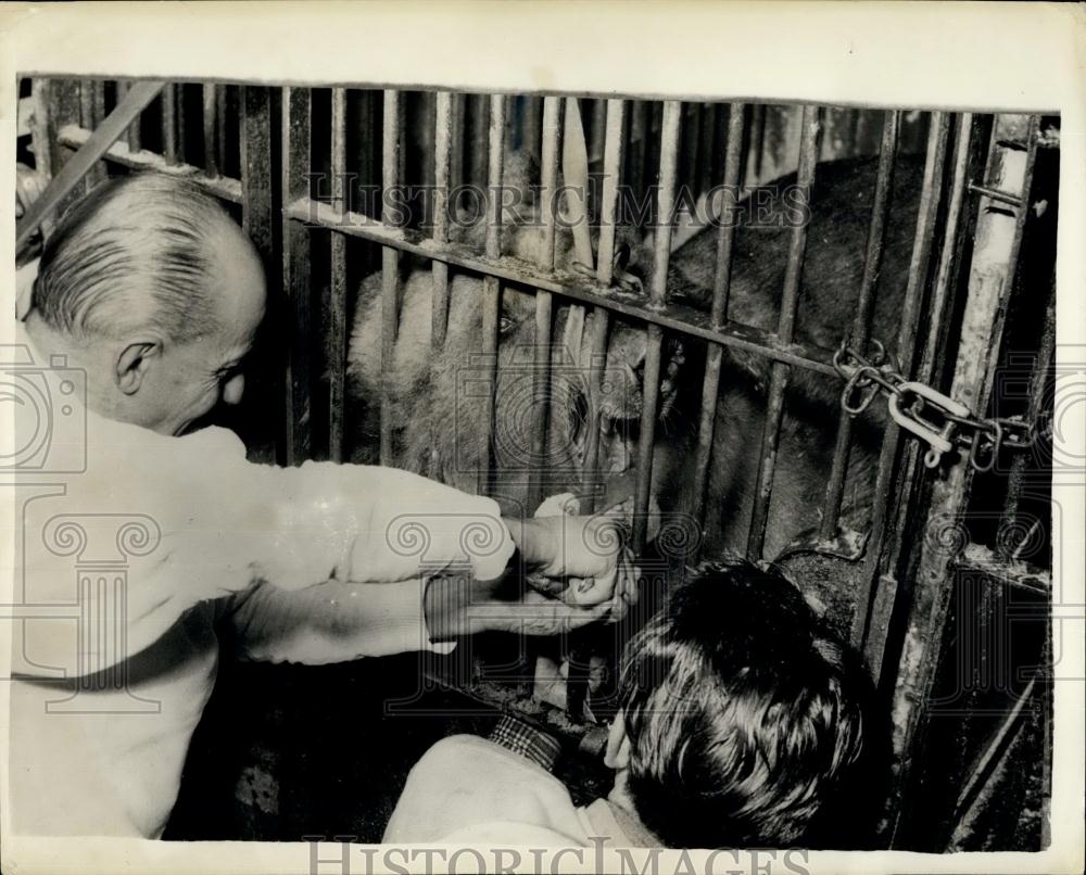 1957 Press Photo Veterinarian Professor Tagliavino Pulls Brown Bear Tooth - Historic Images