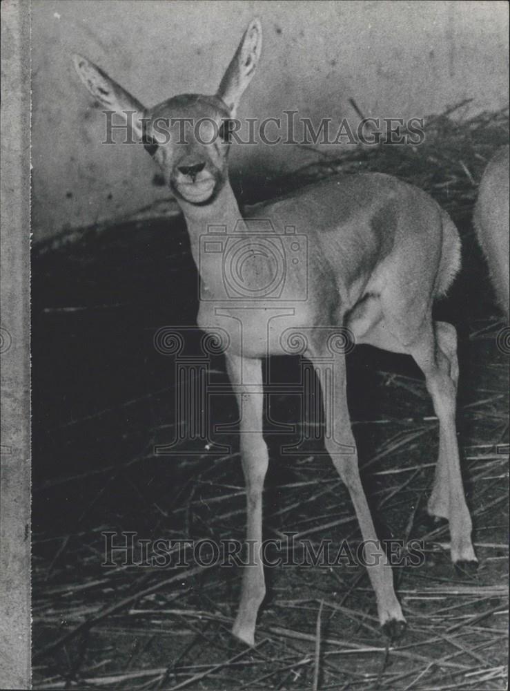 Press Photo A baby Gazelle - Historic Images