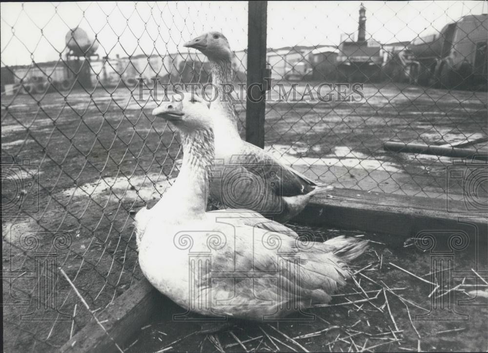 Press Photo Two Geese Guards Watch Company Premises C.G.A. Limited - Historic Images
