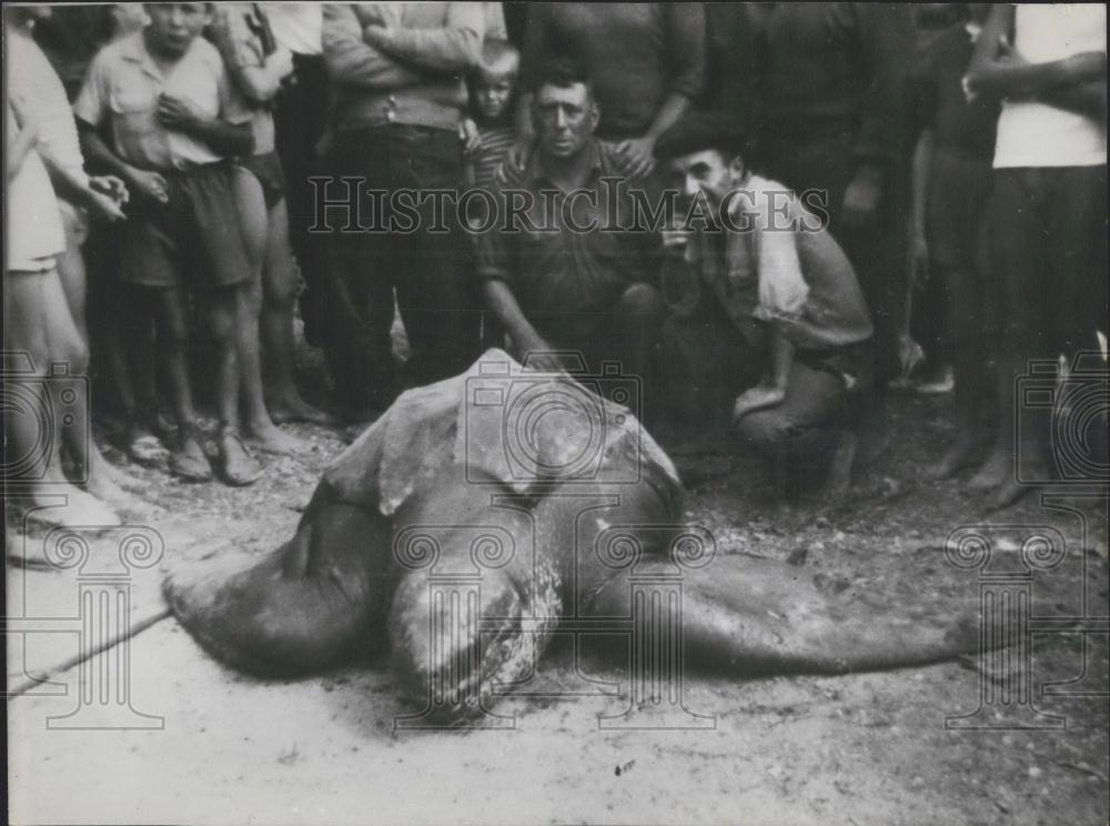 1955 Press Photo 1.000 LBS. Tortoise - Historic Images