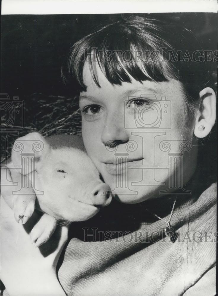 1970 Press Photo Student Nurse Does CPR On 4 Piglets After Birth In Drumburgh - Historic Images