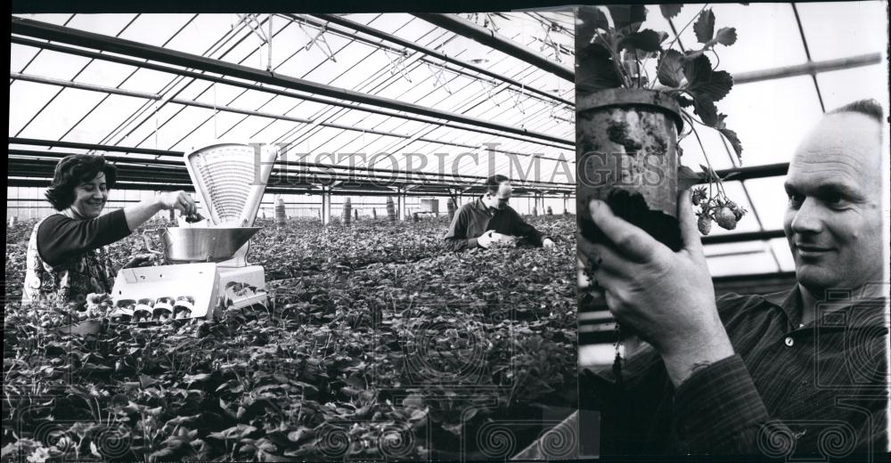 1965 Press Photo Strawberries In Hothouse Herbert Hess Remsbach-Valley Germany - Historic Images