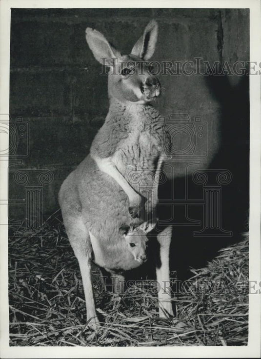 1960 Press Photo Chester Zoo,Kangaroo and her joey - Historic Images