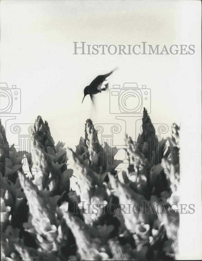 Press Photo Hummingbird, Puya Raimondii Plant, Andes Mountains - Historic Images