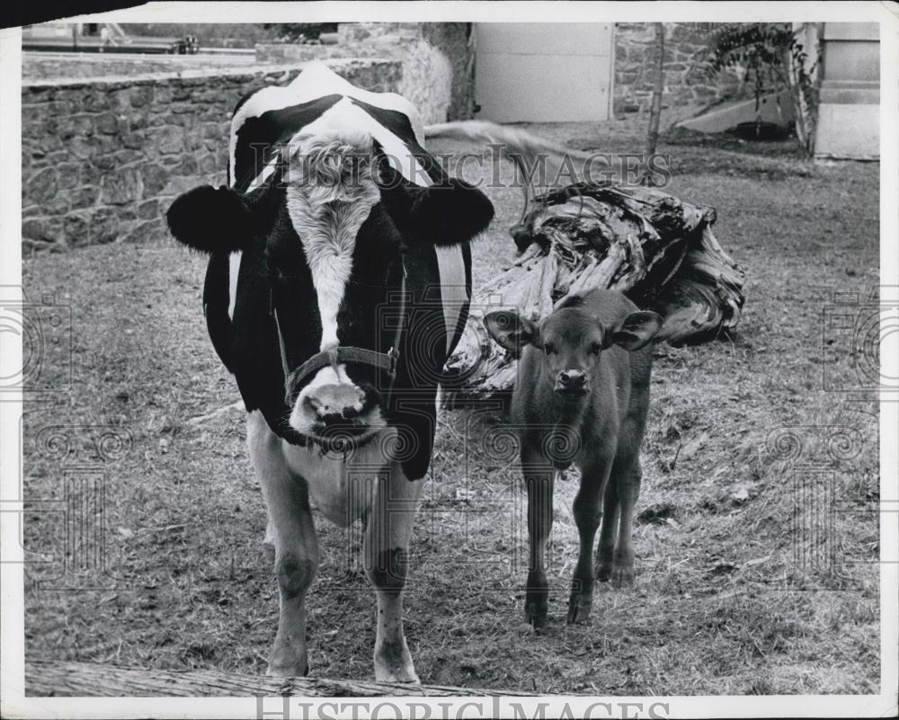 Press Photo Mother And Calf Side By Side With Farm In Background - Historic Images